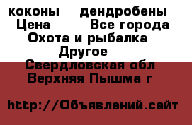 коконы    дендробены › Цена ­ 25 - Все города Охота и рыбалка » Другое   . Свердловская обл.,Верхняя Пышма г.